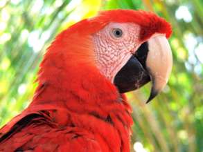 Scarlet macaw