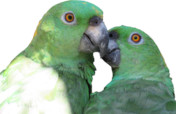 Protecting Nests! Parrot Conservation in Guatemala