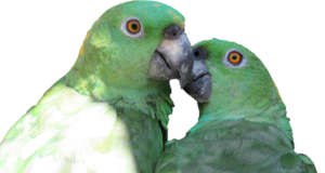 Protecting Nests! Parrot Conservation in Guatemala
