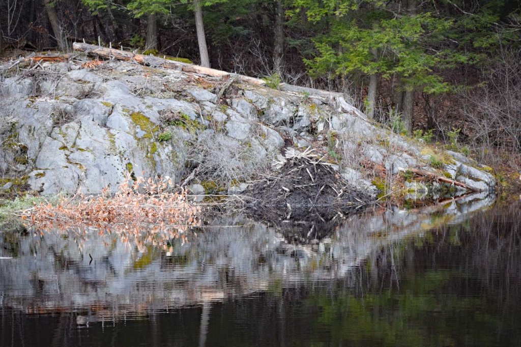 Beaver Lodge
