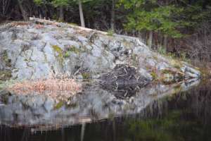 Beaver Lodge