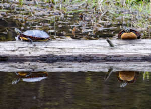 Turtles