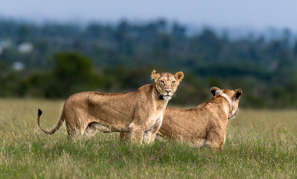 Rhino Scholarships: Education is Conservation