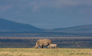 Rhinos on Ol Pejeta