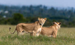 Lions on Ol Pejeta