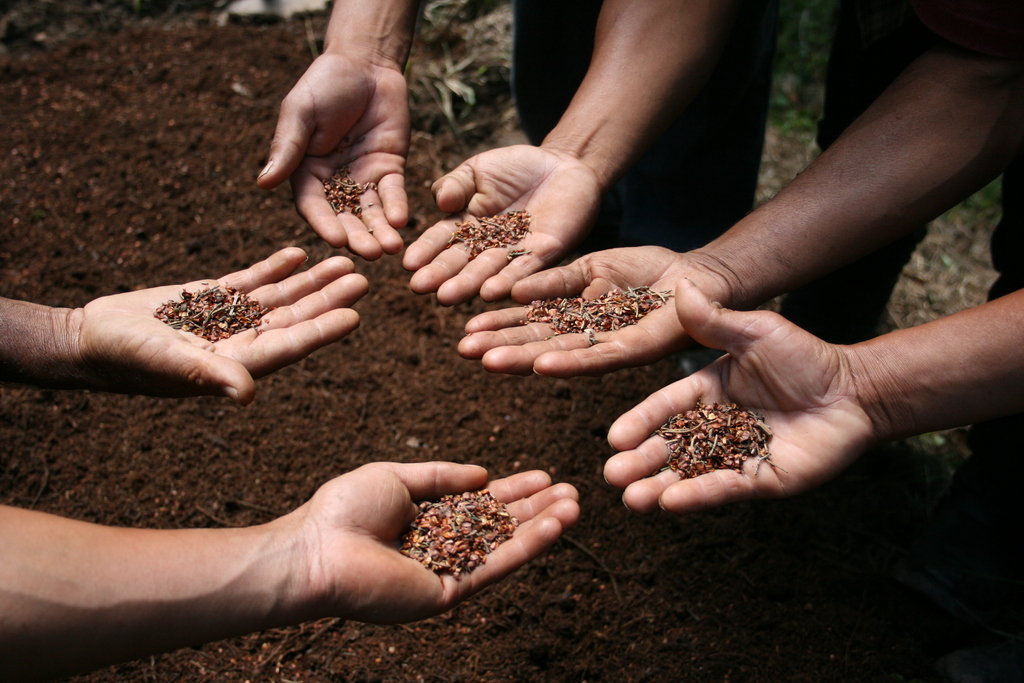 Empower Mayan families with sustainable farming