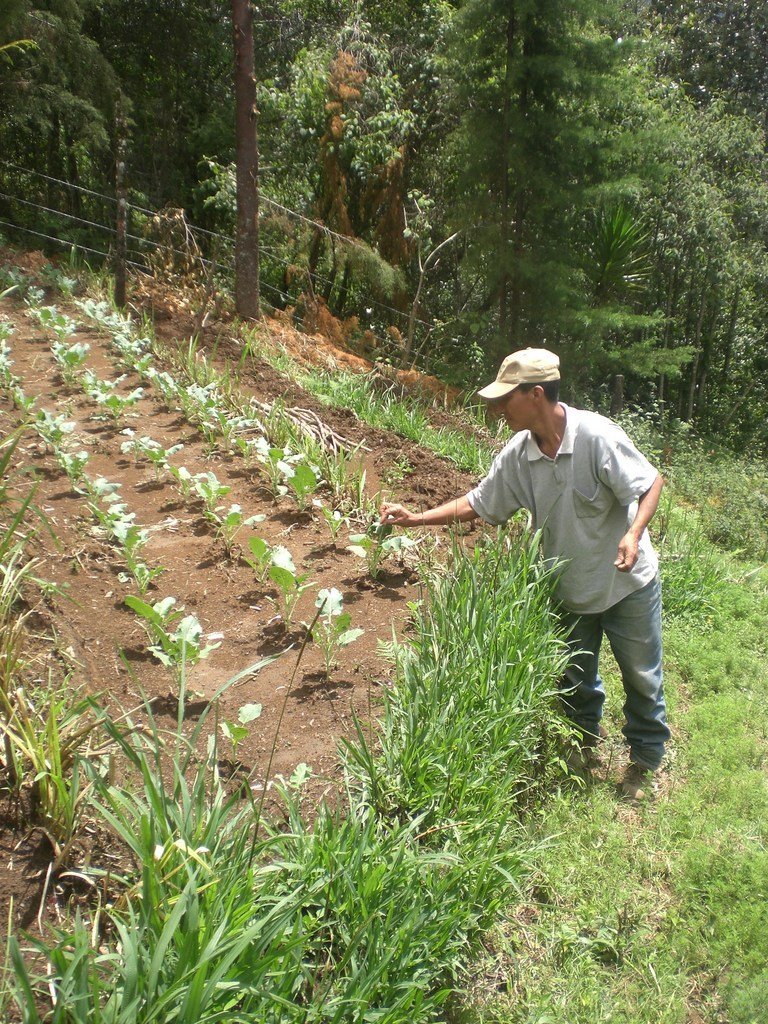 Empower Mayan families with sustainable farming