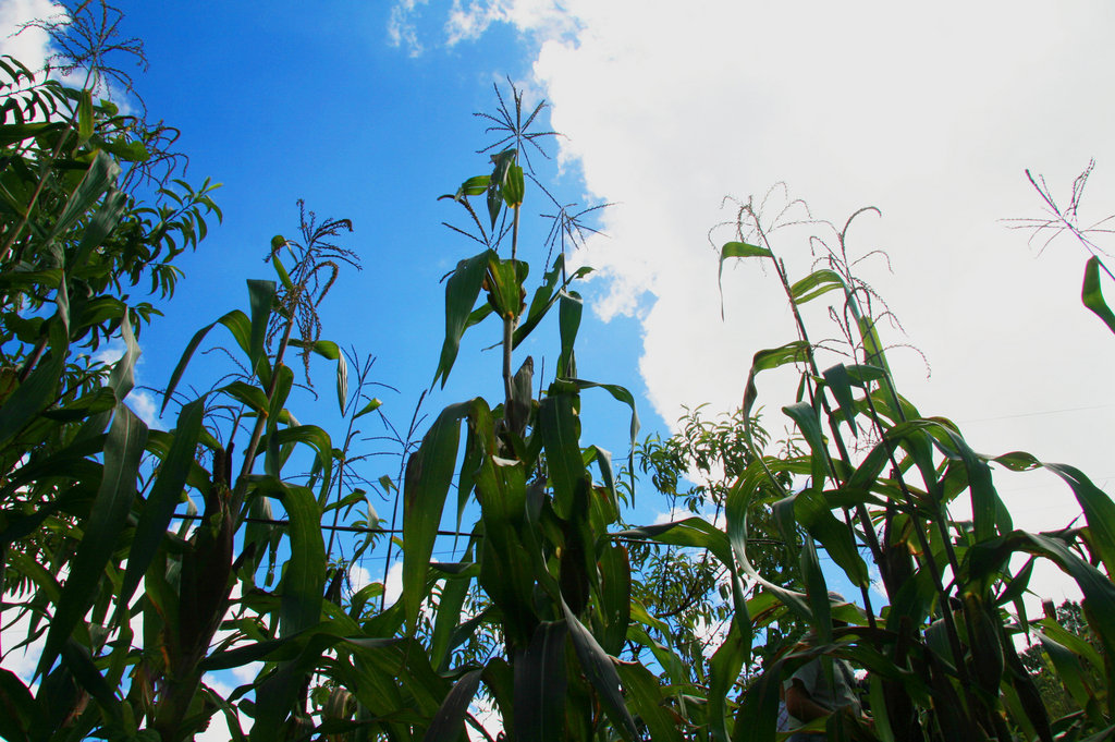 Empower Mayan families with sustainable farming
