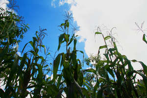 We empower communities to achieve food security