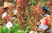 Empower Mayan families with sustainable farming