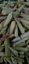 A bounty of corn.