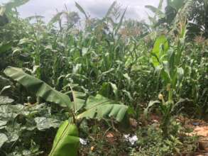 Ears of Corn Ripen in the  Field