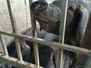 The pigs for pork are almost ready for the market.