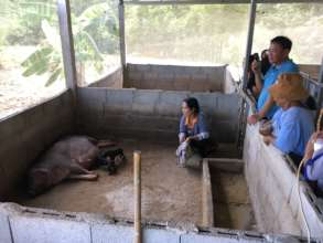 New piglets are enjoying some pure milk.