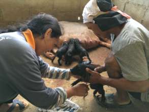 Cahkui and his wife Leah are caring for piglets.