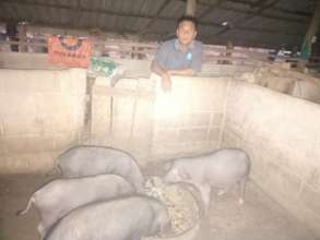 Feeding pigs to sell for pork
