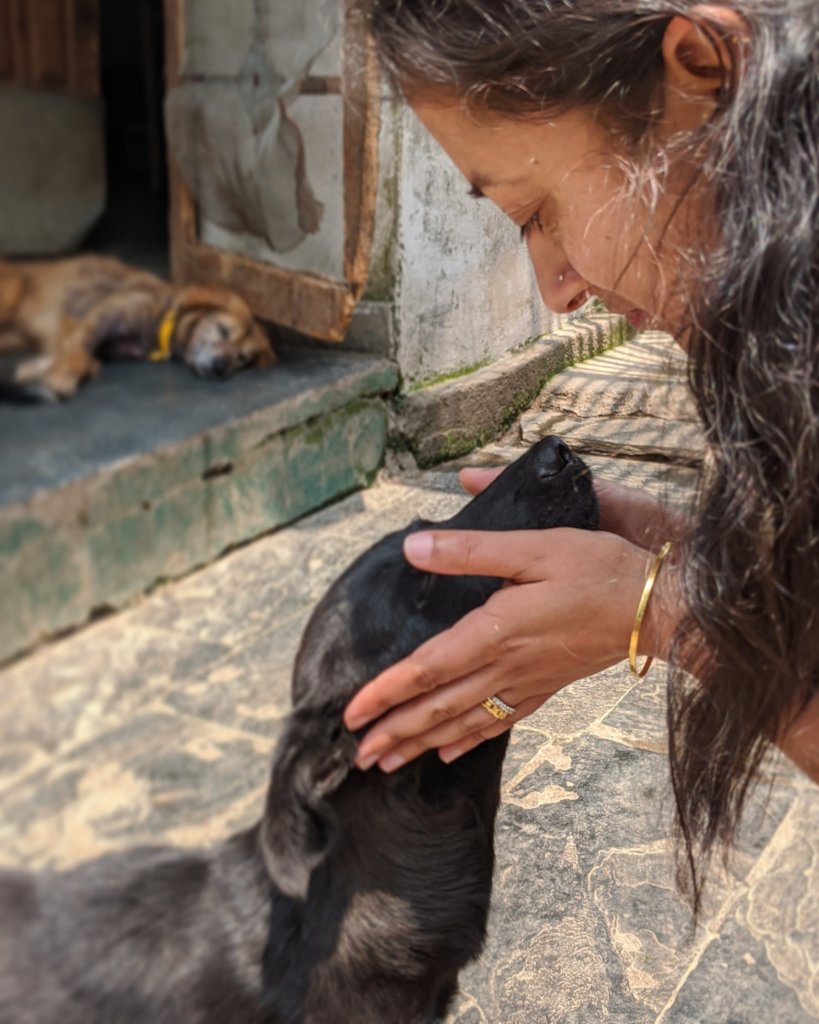 Help 7 Indian women rescue 100 Dogs!