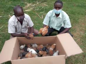 Baby chicks for poultry farming