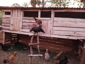 Chicken house for poultry rearing