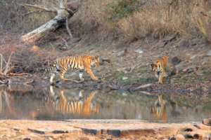 Two tigers in the Panna Tiger Reserve