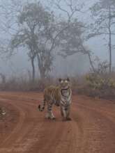 Adult female tiger (c) Panna Tiger Reserve