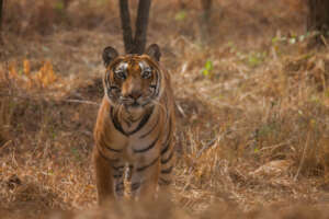 Gopal the Bengal tiger