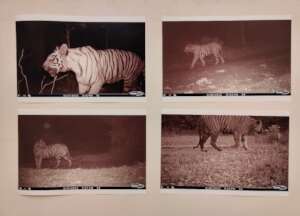 Camera Trap Image Exhibition