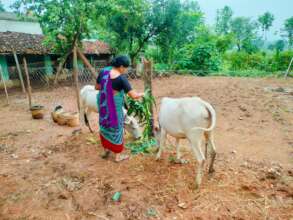 Cattle being fed harvested Napier grass (c) TCF