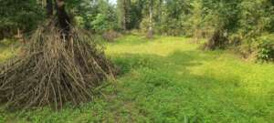 Clearing invasive plants