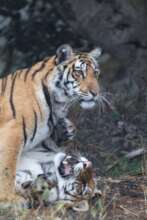 Large cubs playing (c) Yash Dalmia
