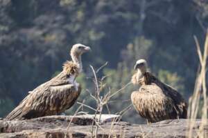 Vultures  Baavan