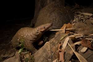 Pangolin in India  WCT