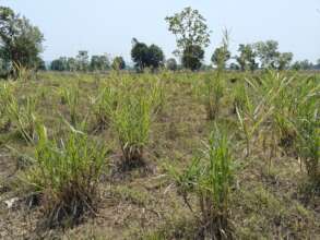 Green fodder grown for TCF's stall-feeding  SLTP