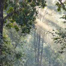 Satpuda Forest (c) BFF