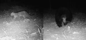 Sloth bear and leopard caught on camera trap
