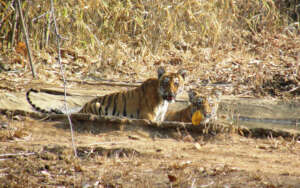 Wild tigers (c) Sanjay Karkare