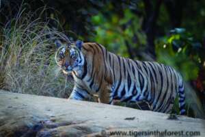 Wild Tiger (c) tigersintheforest.co.uk