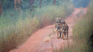 Tigers in Tadoba (c) BFF