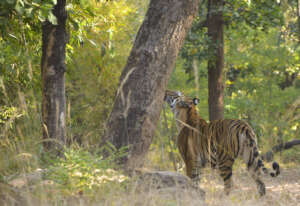 Tiger  Yashvardhan Dalmia