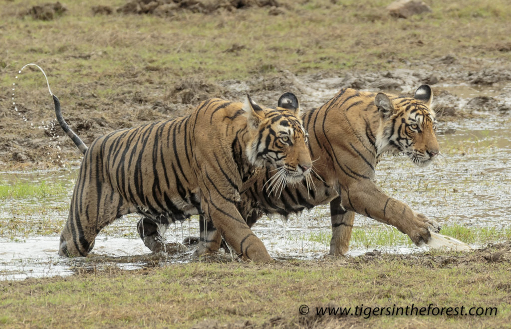 Protect India's Tigers And Promote Co-Existence
