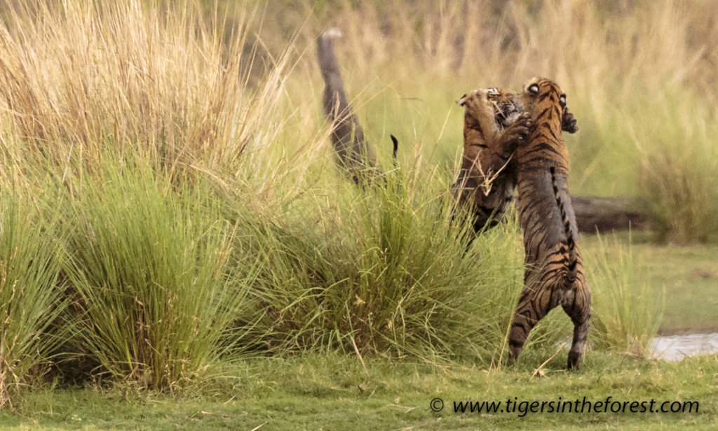 Protect India's Tigers And Promote Co-Existence