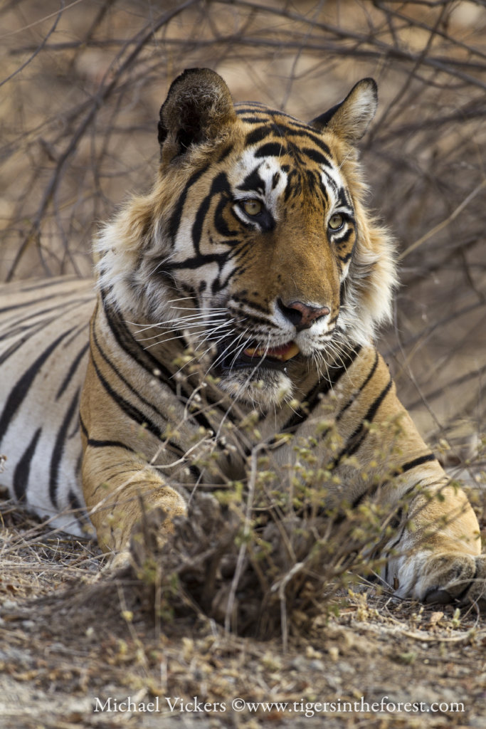 Protect India's Tigers And Promote Co-Existence