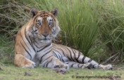 Protect India's Tigers And Promote Co-Existence