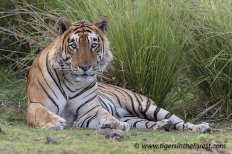Protect India's Tigers And Promote Co-Existence