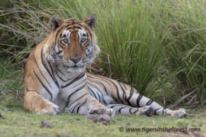 Protect India's Tigers And Promote Co-Existence