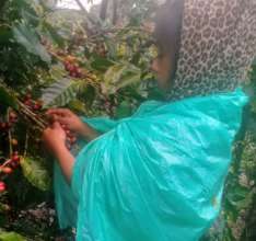 Harvesting coffee