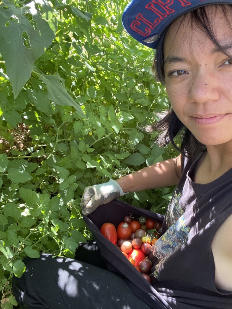 Harvesting Food Grown at the Farm
