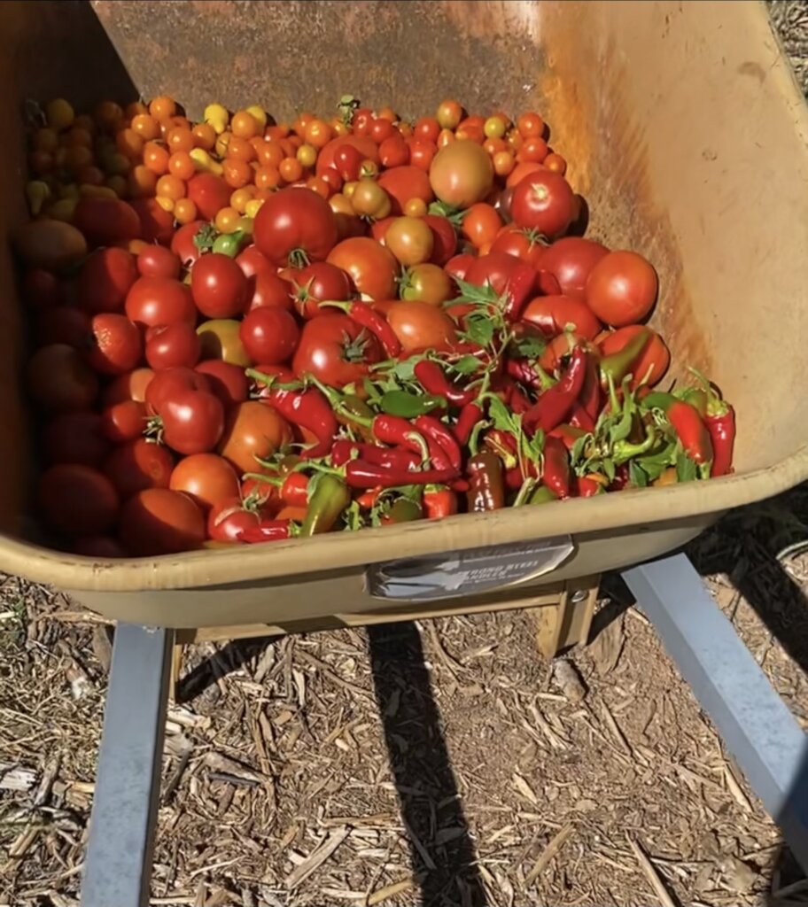 Harvesting Tomatoes!