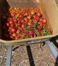 Harvesting Tomatoes!