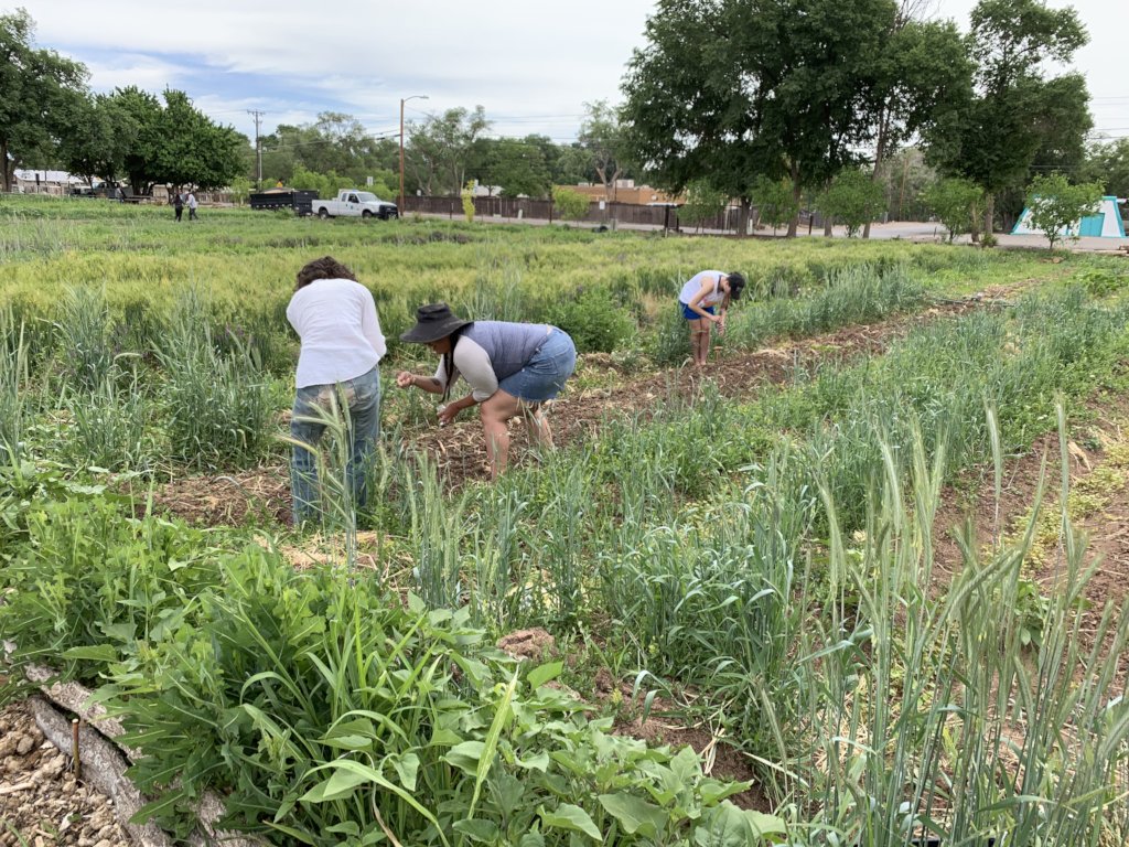 Support our Community Farm Fighting Food Scarcity